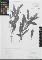 Foto von Salix L.